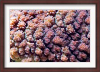 Framed Underwater plant life, coral, Indian Ocean, Kenya