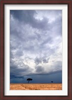 Framed Two trees on a landscape, Masai Mara National Reserve, Kenya