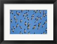 Framed Flock of birds flying in the sky