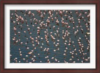 Framed Lesser Flamingo, Lake Nakuru, Kenya