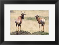 Framed Pair of Topi, Masai Mara National Reserve, Kenya