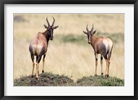 Framed Pair of Topi, Masai Mara National Reserve, Kenya