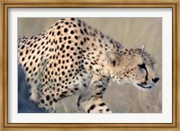 Framed Cheetah on the Prowl, Ngorongoro Conservation Area, Arusha Region, Tanzania