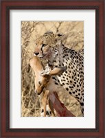 Framed Cheetahs (Acinonyx jubatus) and Prey, Samburu National Park, Rift Valley Province, Kenya