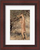 Framed Male gerenuk (Litocranius waller) eating leaves, Samburu National Park, Rift Valley Province, Kenya
