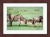 Framed Wildebeest, Ndutu, Ngorongoro, Tanzania