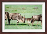 Framed Wildebeest, Ndutu, Ngorongoro, Tanzania