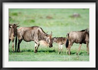 Framed Wildebeest, Ndutu, Ngorongoro, Tanzania