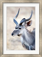 Framed Greater Kudu (Tragelaphus strepsiceros) in a forest, Samburu National Park, Rift Valley Province, Kenya