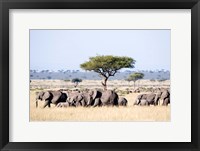Framed African Elephants in Masai Mara National Reserve, Kenya