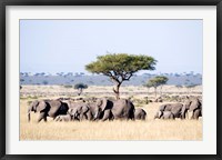 Framed African Elephants in Masai Mara National Reserve, Kenya