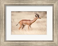 Framed Male gerenuk (Litocranius walleri) standing in field, Samburu National Park, Rift Valley Province, Kenya