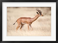 Framed Male gerenuk (Litocranius walleri) standing in field, Samburu National Park, Rift Valley Province, Kenya