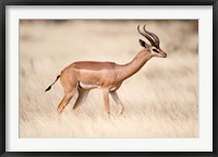 Framed Male gerenuk (Litocranius walleri) standing in field, Samburu National Park, Rift Valley Province, Kenya