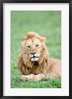 Framed Lion (Panthera leo) lying in grass, Masai Mara National Reserve, Kenya