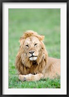 Framed Lion (Panthera leo) lying in grass, Masai Mara National Reserve, Kenya