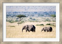 Framed African elephants (Loxodonta africana) walking in plains, Masai Mara National Reserve, Kenya