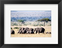 Framed Herd of African elephants (Loxodonta africana) in plains, Masai Mara National Reserve, Kenya