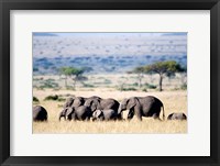 Framed Herd of African elephants (Loxodonta africana) in plains, Masai Mara National Reserve, Kenya