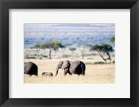 Framed African elephant (Loxodonta africana) with its calf walking in plains, Masai Mara National Reserve, Kenya