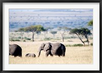 Framed African elephant (Loxodonta africana) with its calf walking in plains, Masai Mara National Reserve, Kenya