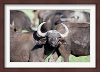 Framed Cape buffaloes (Syncerus caffer) in a field, Lake Nakuru National Park, Kenya