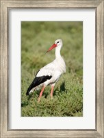 Framed White stork (Ciconia ciconia) in a field, Ngorongoro Crater, Ngorongoro, Tanzania