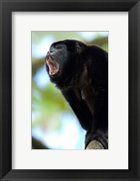 Framed Black Howler Monkey, Costa Rica