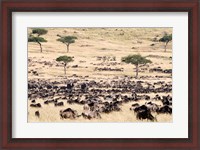 Framed Great migration of wildebeests, Masai Mara National Reserve, Kenya
