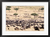 Framed Great migration of wildebeests, Masai Mara National Reserve, Kenya
