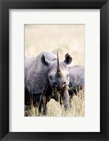 Framed Black rhinoceros (Diceros bicornis) standing in a field, Masai Mara National Reserve, Kenya