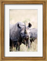 Framed Black rhinoceros (Diceros bicornis) standing in a field, Masai Mara National Reserve, Kenya