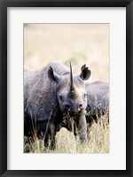 Framed Black rhinoceros (Diceros bicornis) standing in a field, Masai Mara National Reserve, Kenya
