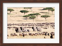 Framed Wildebeests with African elephants (Loxodonta africana) in a field, Masai Mara National Reserve, Kenya