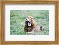 Framed Lion (Panthera leo) yawning in a field, Ngorongoro Crater, Ngorongoro, Tanzania