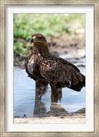 Framed Tawny Eagle, Ndutu, Ngorongoro, Tanzania