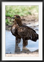 Framed Tawny Eagle, Ndutu, Ngorongoro, Tanzania