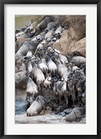 Framed Herd of wildebeests crossing a river, Mara River, Masai Mara National Reserve, Kenya