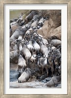 Framed Herd of wildebeests crossing a river, Mara River, Masai Mara National Reserve, Kenya
