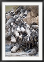 Framed Herd of wildebeests crossing a river, Mara River, Masai Mara National Reserve, Kenya