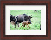Framed Newborn Wildebeest Calf with its Parents, Ndutu, Ngorongoro, Tanzania