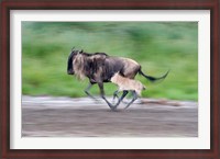 Framed Newborn wildebeest calf running with its mother, Ndutu, Ngorongoro, Tanzania