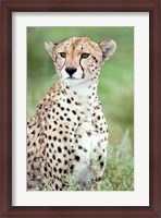 Framed Close-up of a female cheetah (Acinonyx jubatus) in a forest, Ndutu, Ngorongoro, Tanzania
