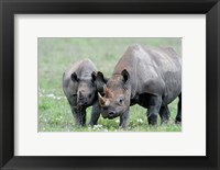 Framed Black rhinoceros (Diceros bicornis) in a field, Ngorongoro Crater, Ngorongoro, Tanzania