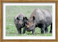 Framed Black rhinoceros (Diceros bicornis) in a field, Ngorongoro Crater, Ngorongoro, Tanzania