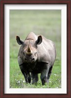 Framed Black rhinoceros (Diceros bicornis) standing in a field, Ngorongoro Crater, Ngorongoro, Tanzania