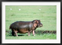 Framed Hippopotamus (Hippopotamus amphibius) in a field, Ngorongoro Crater, Ngorongoro, Tanzania