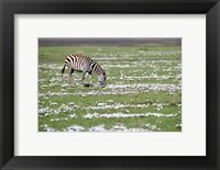 Framed Burchell's zebra (Equus burchelli) grazing in a field, Ngorongoro Crater, Ngorongoro, Tanzania