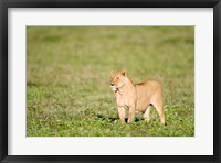 Framed Lioness (Panthera leo) standing in a field, Ngorongoro Crater, Ngorongoro, Tanzania