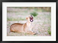 Framed Lioness Yawning in a Forest, Tarangire National Park, Tanzania